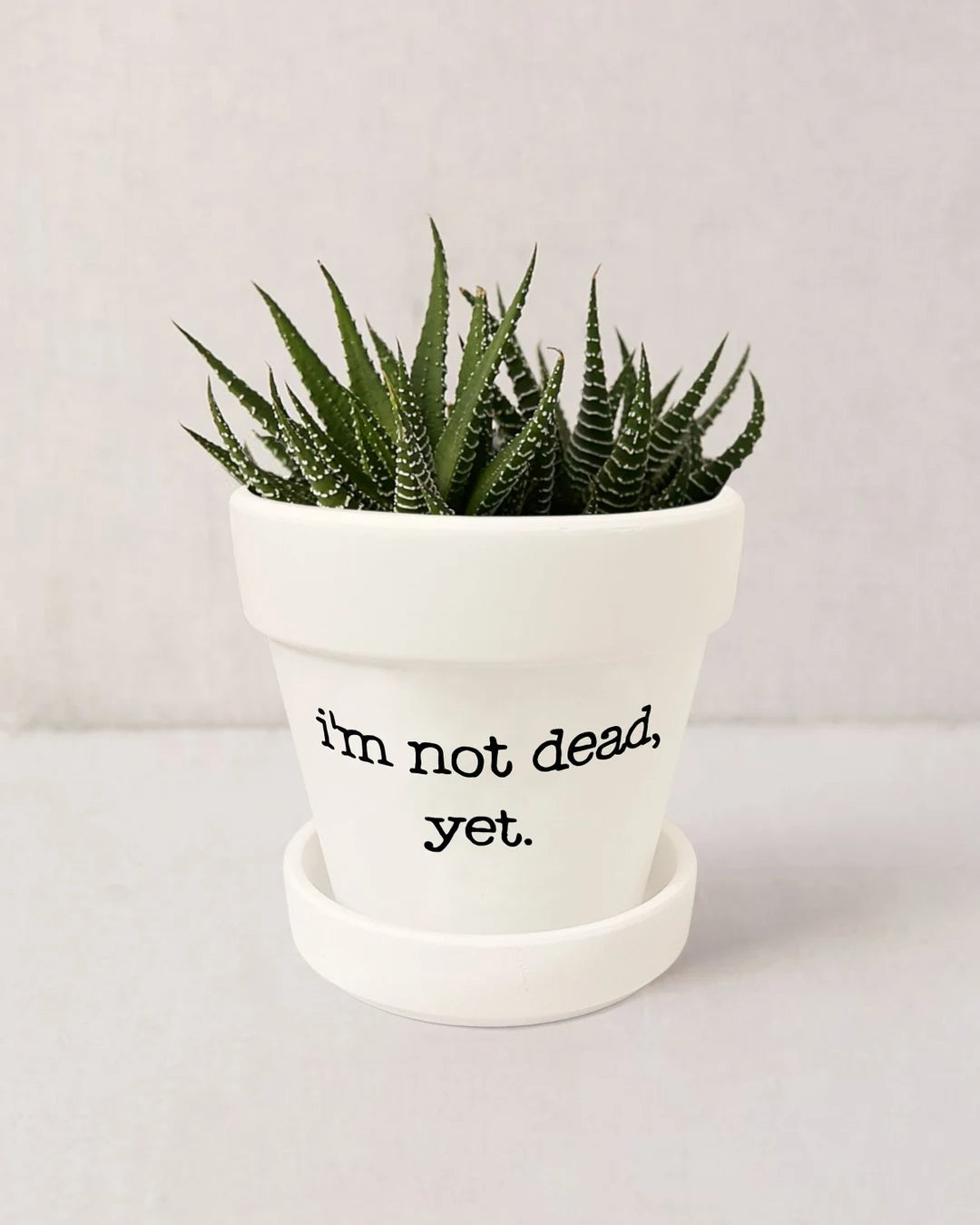 3.5" Snarky House Plants